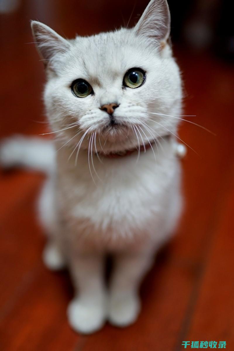 猫咪应激反应