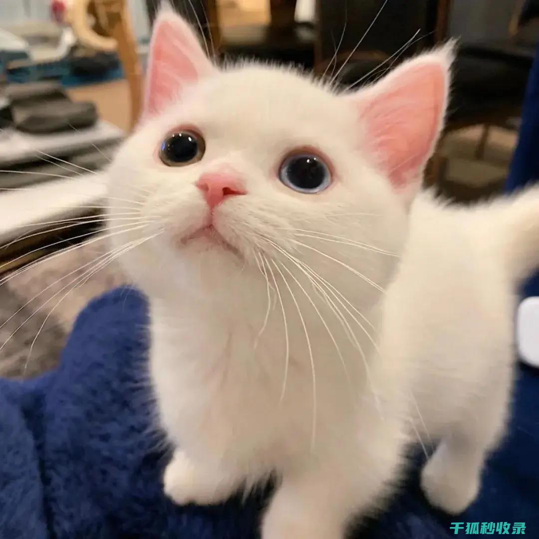猫咪应激反应：如何通过增加逗猫次数缓解焦虑 (猫咪应激反应的表现)