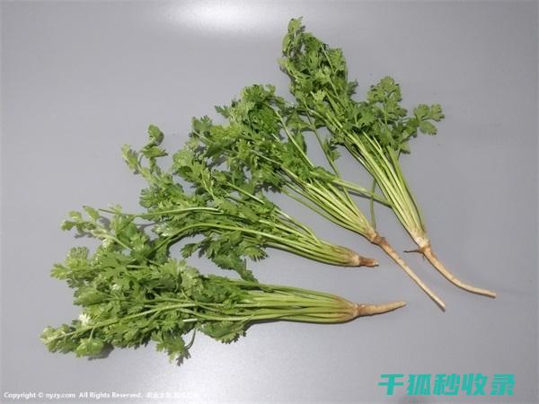 不想香菜变黄？这个保存方法让你眼前一亮！ (香菜发黄不长是什么原因)