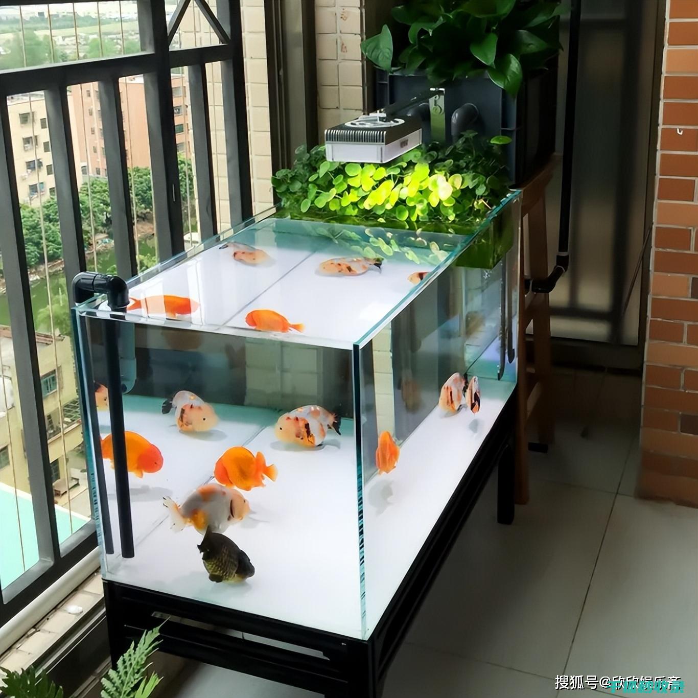 鱼缸清洁计划：针对不同鱼缸长度的调整 (鱼缸清洁计划书)